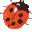 coccinelle